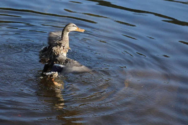 Stockente Mallard Anas Platyrhynchos — стокове фото