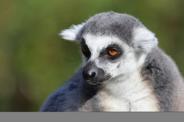 Katta Ring Tailed Lemur Lemur Catta — Stockfoto