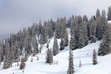 Wald im Winter / Forest in winter