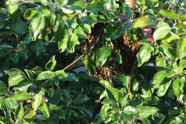  Bienenschwarm / Swarm of bees / Apiformes