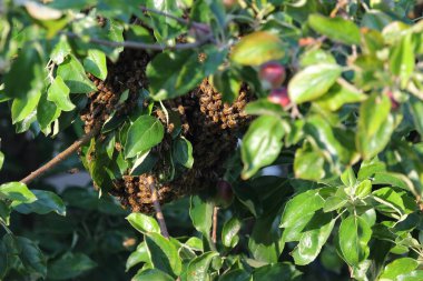  Bienenschwarm / Swarm of bees / Apiformes