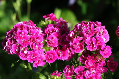 Rote Blume / Red Flower / Flos 