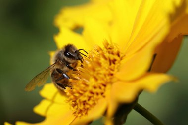 Blume mit Biene / Flower with bee / Flos et Apiformes