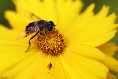 Blume mit Biene / Flower with bee / Flos et Apiformes