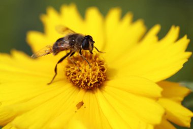 Blume mit Biene / Flower with bee / Flos et Apiformes