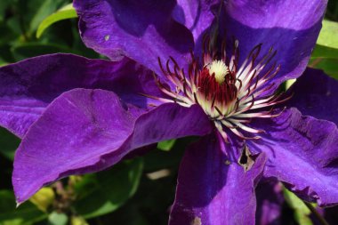 Waldrebe - Klematis / Clematis / Clematis