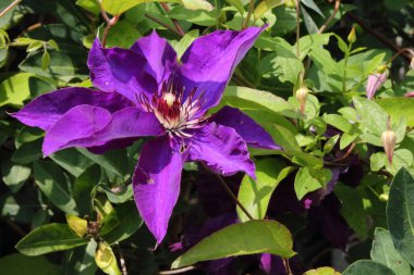 Waldrebe - Klematis / Clematis / Clematis