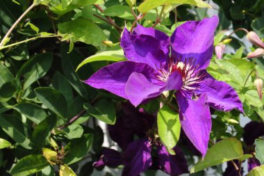 Waldrebe - Klematis / Clematis / Clematis