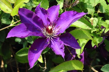 Waldrebe - Klematis / Clematis / Clematis