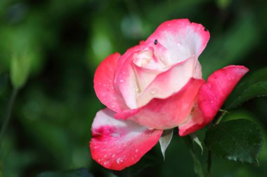 Weiss-rote Rose / White-red Rose / Rosa