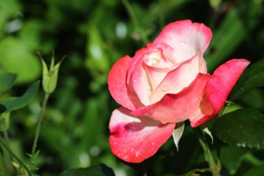 Weiss-rote Rose / White-red Rose / Rosa