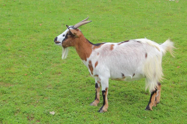 Hausziege Domestic Goat Capra Aegagrus Hircus — Zdjęcie stockowe