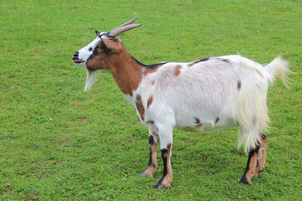 Hausziege Domestic Goat Capra Aegagrus Hircus — Fotografia de Stock