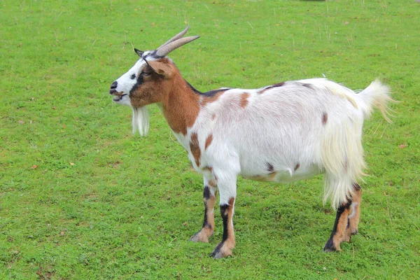 Hausziege Domestic Goat Capra Aegagrus Hircus — Stockfoto