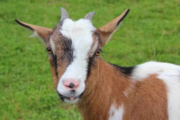 Hausziege Domestic Goat Capra Aegagrus Hircus — Photo