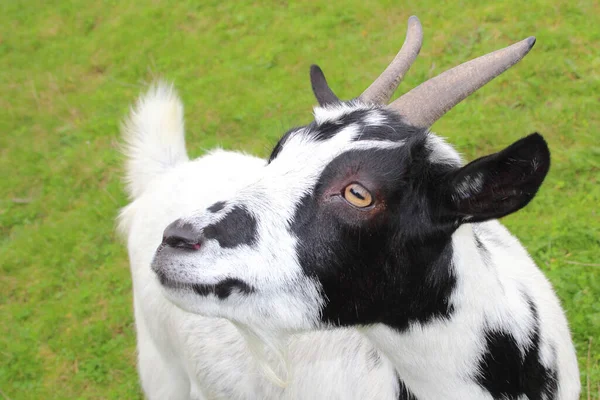 Hausziege Domestic Goat Capra Aegagrus Hircus — Foto de Stock