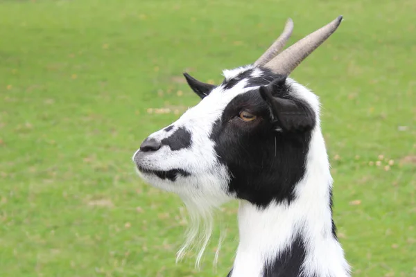 Hausziege Domestic Goat Capra Aegagrus Hircus — Φωτογραφία Αρχείου