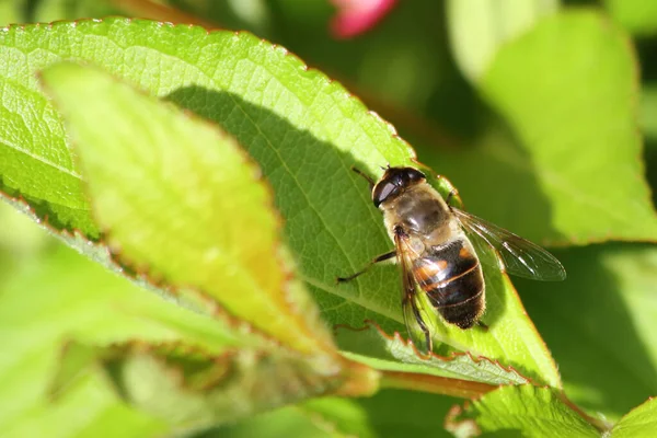 Biene Auf Blatt Bee Apiformes — Foto Stock
