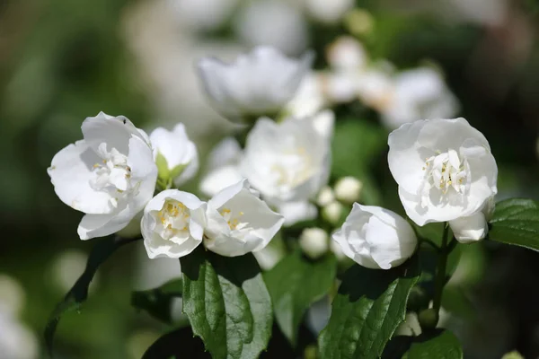Weisse Blume White Flower Flos — Photo