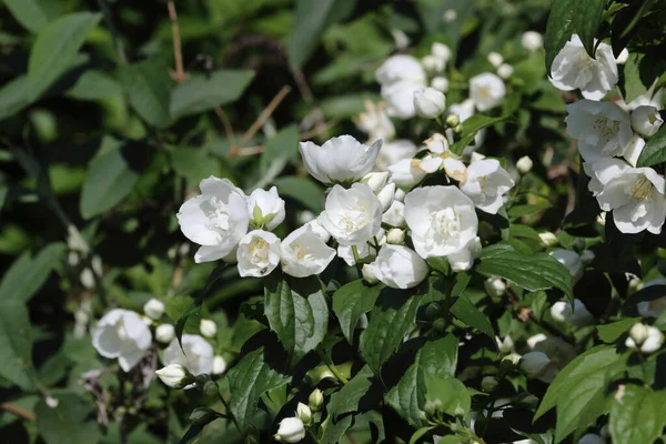Weisse Blume White Flower Flos — Zdjęcie stockowe