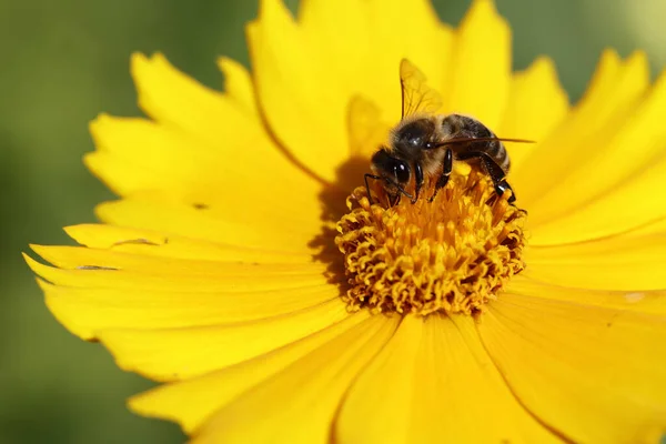 Blume Mit Biene Flower Bee Flos Apiformes — Foto Stock