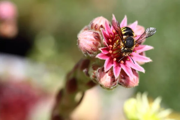 Hauswurz Mit Biene Houseleek Bee Sempervivum Apiformes — Zdjęcie stockowe
