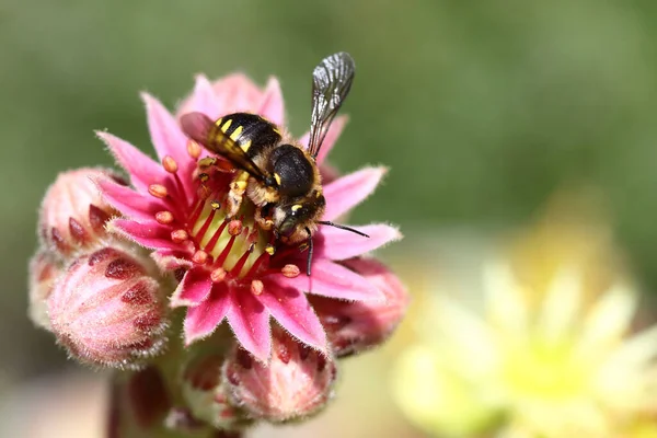 Hauswurz Mit Biene Houseleek Bee Sempervivum Apiformes — Zdjęcie stockowe