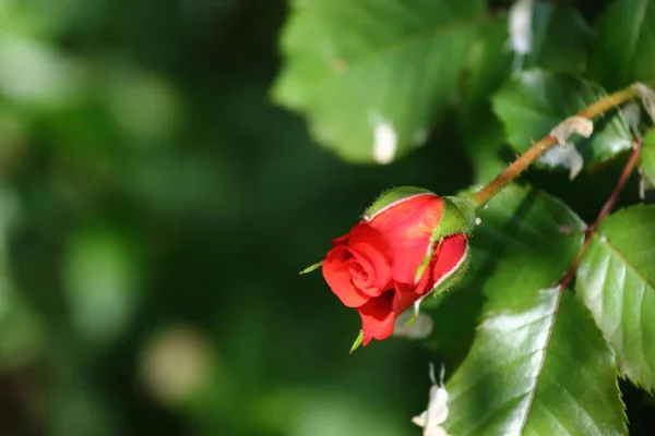 Rote Rose Red Rose Rosa — стокове фото