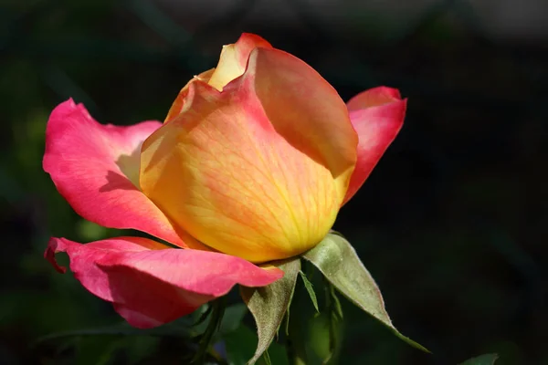 Gelb Rote Rose Yellow Red Rose Rosa — Stok fotoğraf