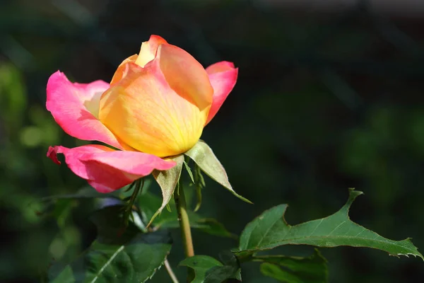 Gelb Rote Rose Yellow Red Rose Rosa — Zdjęcie stockowe