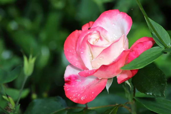 Weiss Rote Rose White Red Rose Rosa — Stock fotografie