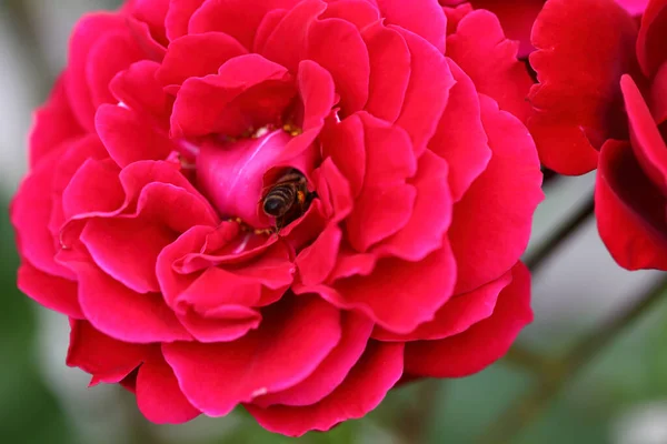 Rote Rose Red Rose Rosa — Zdjęcie stockowe