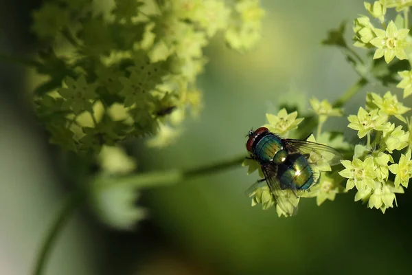 Fliege Schmeissfliege Blowfly Calliphoridae — Zdjęcie stockowe
