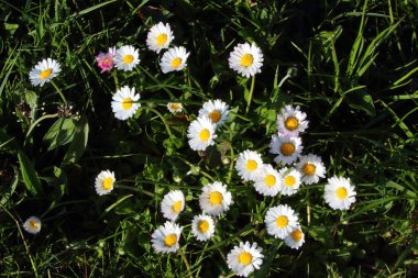 Common daisy / Bellis perennis