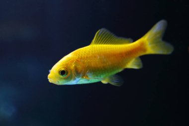 Goldfisch / Goldfish / Carassius auratus