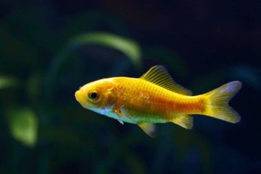 Goldfisch / Goldfish / Carassius auratus