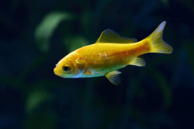 Goldfisch / Goldfish / Carassius auratus