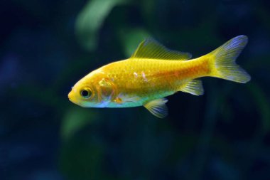 Goldfisch / Goldfish / Carassius auratus
