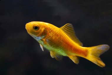 Goldfisch / Goldfish / Carassius auratus