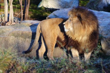 Afrikanischer Lwe / African lion / Panthera leo
