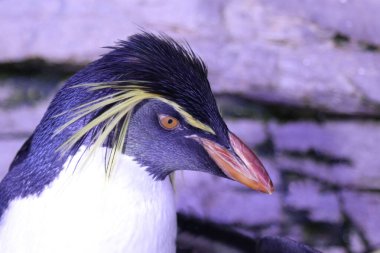 Northern rockhopper penguin / Eudyptes moseleyi