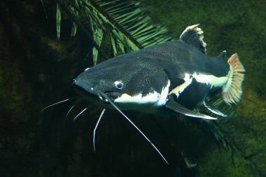 Rotflossenwels / Redtail catfish / Phractocephalus hemioliopterus