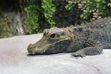 Stumpfkrokodil / Dwarf crocodile / Osteolaemus tetraspis
