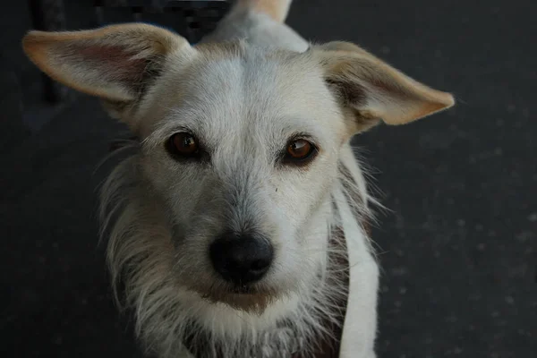 Hund White Dog Canis — Foto de Stock