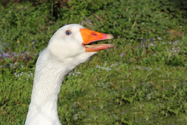 Hausgans Domestic Goose Anser Anser Domesticus — Stock Photo, Image