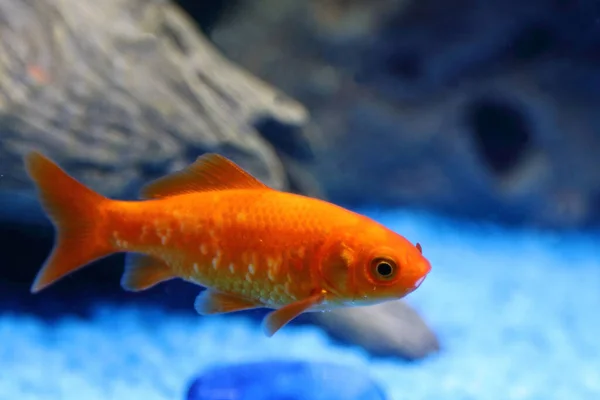 Goldfisch Goldfish Carassius Auratus — Stok fotoğraf