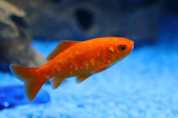 Goldfisch Goldfish Carassius Auratus — Foto Stock