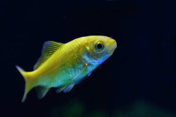 Goldfisch Goldfish Carassius Auratus — Stock fotografie