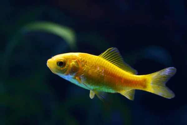 Goldfisch Goldfish Carassius Auratus — Foto Stock