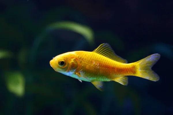 Goldfisch Goldfish Carassius Auratus — стокове фото